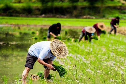 我國水稻小麥自給率連續(xù)5年達